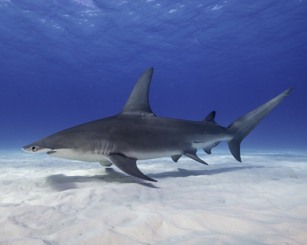 Le grand requin marteau (Sphyrna mokarran)