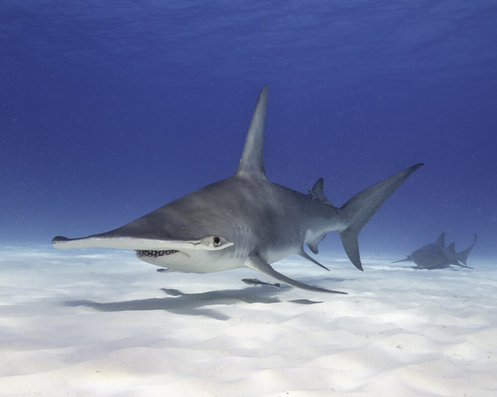 Le grand requin marteau (Sphyrna mokarran)