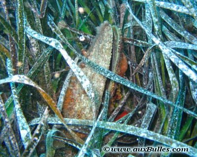 La grande nacre de Méditerranée (Pinna nobilis)