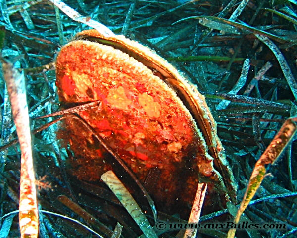 Avec ses 1 mètre de longueur, voire plus, la grande nacre représente le plus grand mollusque bivalve de Méditerranée !