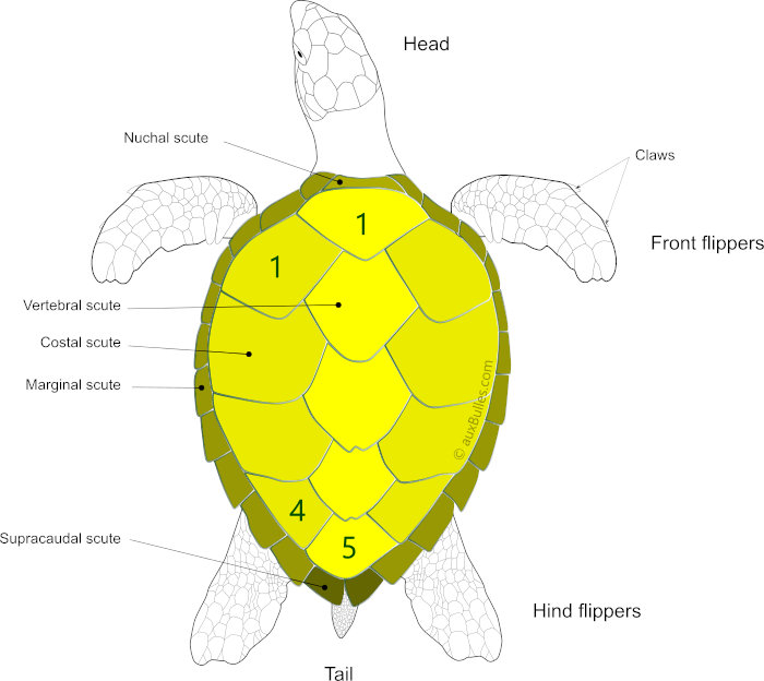 Carapace scutes of a hawksbill sea turtle (Eretmochelys imbricata) Carapace scutes of a hawksbill sea turtle (Eretmochelys imbricata)