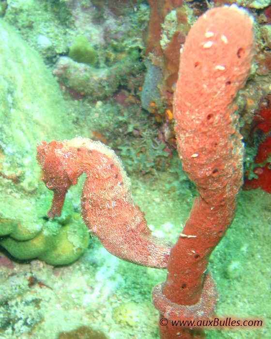 L'hippocampe de couleur rouge se maintient dissimulé par la queue enroulée autour d'une éponge de la même couleur ! L'hippocampe de couleur rouge se maintient dissimulé par la queue enroulée autour d'une éponge de la même couleur !