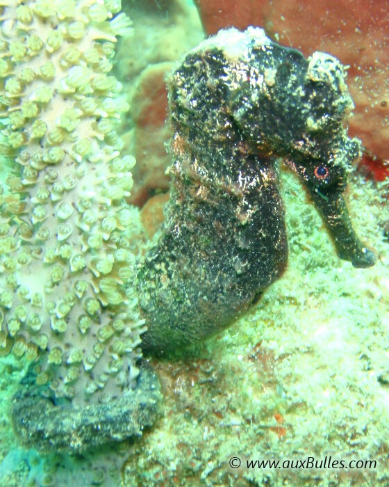 L'hippocampe à long museau - ici de couleur noir - est une espèce menacée ! L'hippocampe à long museau - ici de couleur noir - est une espèce menacée !