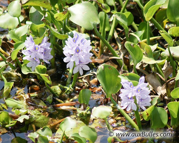 La jacinthe d'eau donne naissance à de magnifiques inflorescences composées de plusieurs fleurs de couleur bleutée