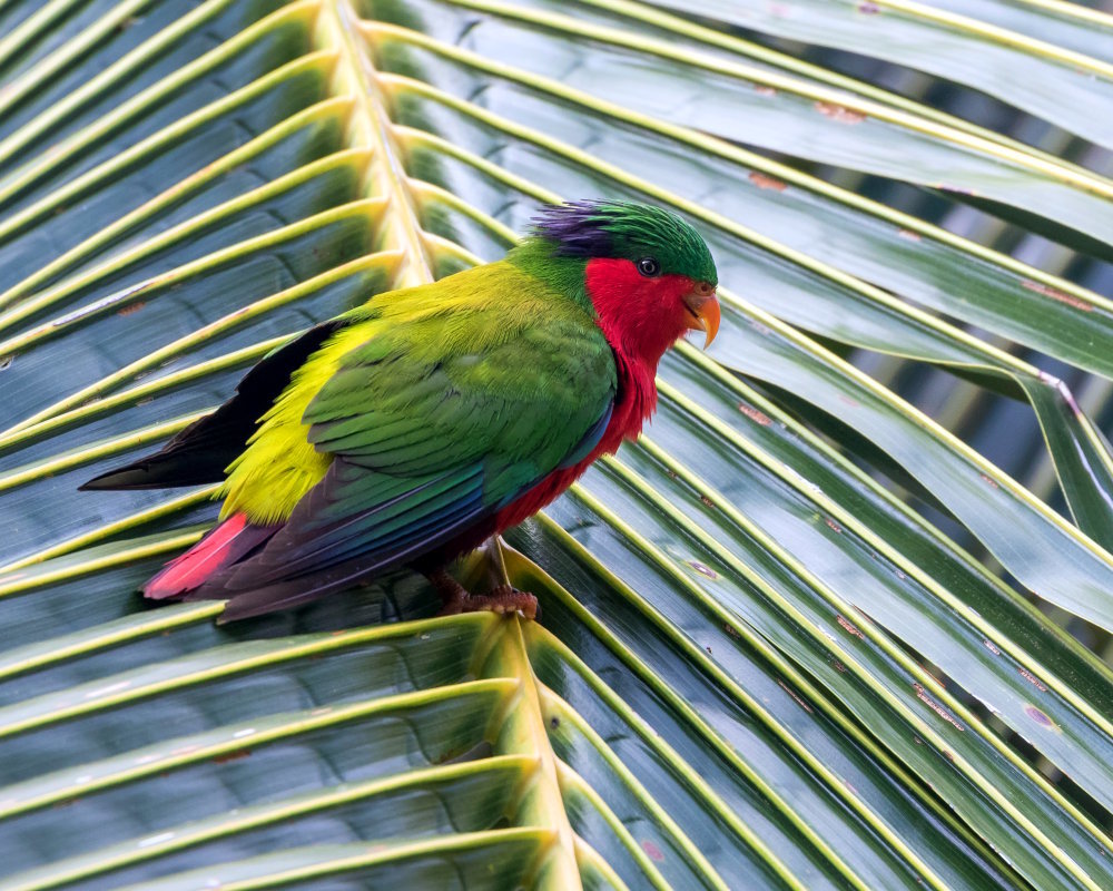 Un Lori de Kuhl (Vini kuhlii) appelé Ura par les habitants, l'oiseau emblématique de l'île de Rimatara, dans les îles Australes, en Polynésie française