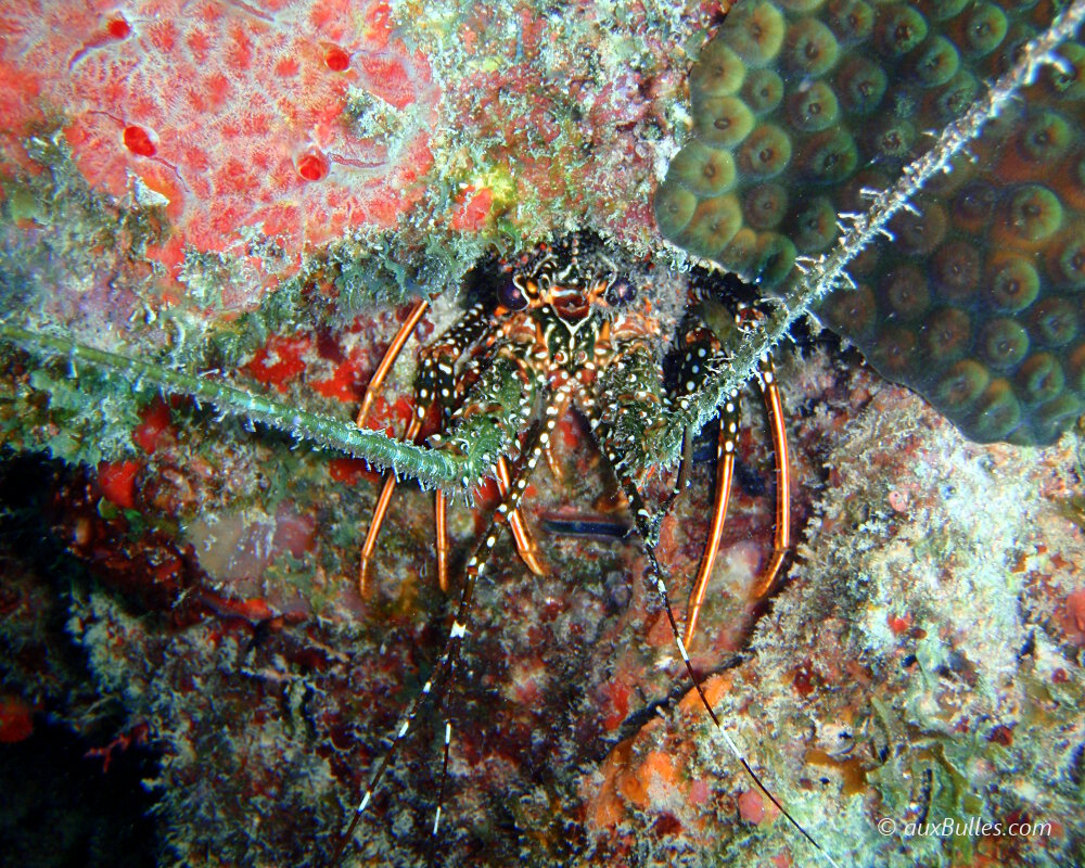 The spotted spiny lobster (Panulirus guttatus) | Crustaceans | Sealife ...