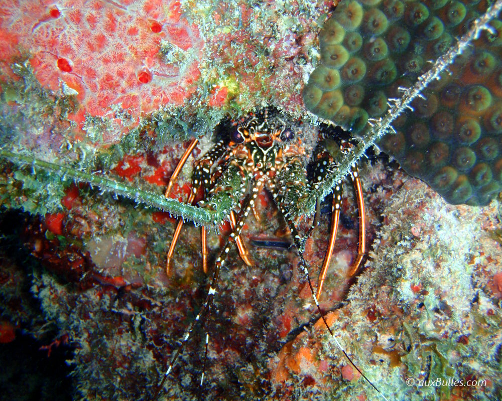 La langouste Brésilienne se différencie de la langouste Royale par la présence de ses taches blanches caractéristiques !