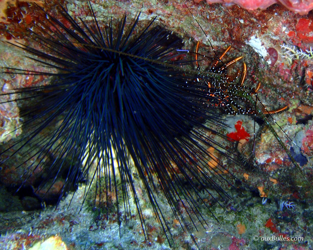 La langouste brésilienne s'abrite dans les anfractuosités des récifs coralliens ! La langouste brésilienne s'abrite dans les anfractuosités des récifs coralliens !