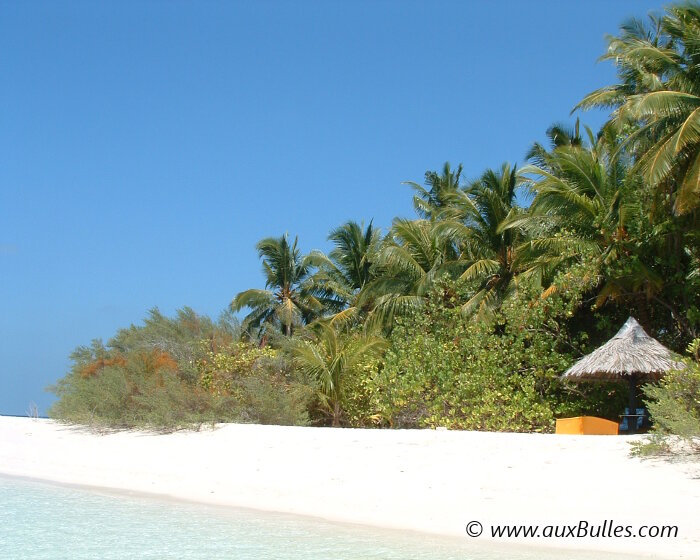 Les Maldives avec ses plages de sable blanc et ses palmiers en toile de fond Les Maldives avec ses plages de sable blanc et ses palmiers en toile de fond