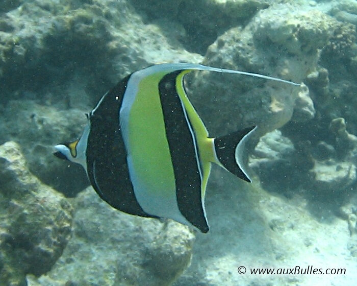 Les Maldives et la richesse de sa faune sous-marine