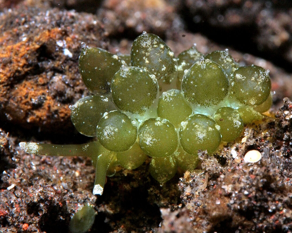 La limace de mer raisin vert (Sacoproteus smaragdinus)