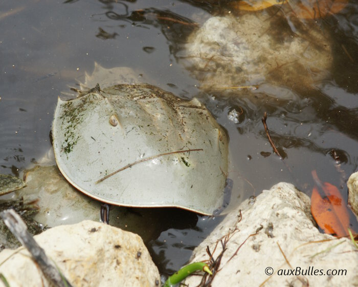 On the head of the atlantic horseshoe crab, two small eyes emerge on the smooth surface of the carapace