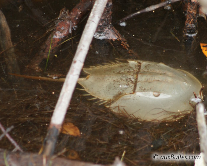 The body of the atlantic horseshoe crab is covered by a carapace composed of two distinct, articulated sections, extended by a spine