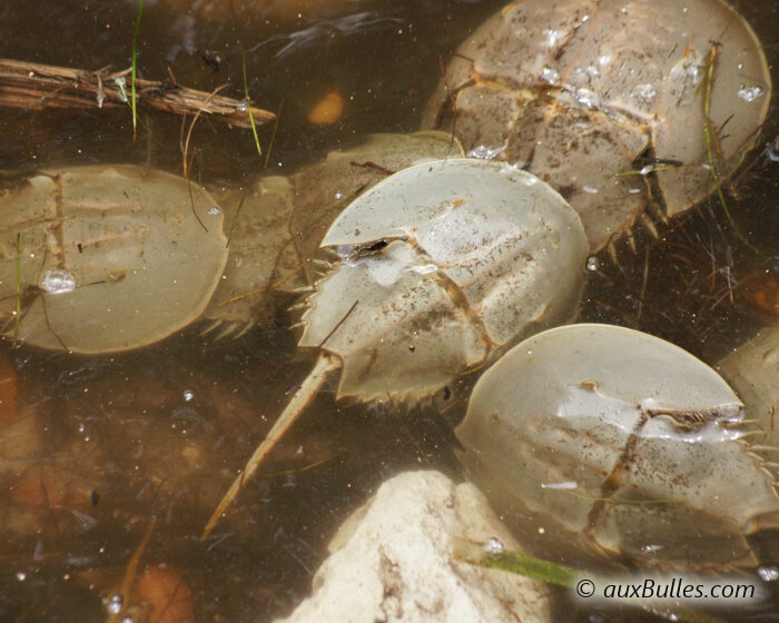 During the breeding season, atlantic horseshoe crabs gather on the shores to mate