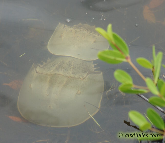 During the breeding season, the male atlantic horseshoe crab mates with the female. Observe the size difference between the male and the female !