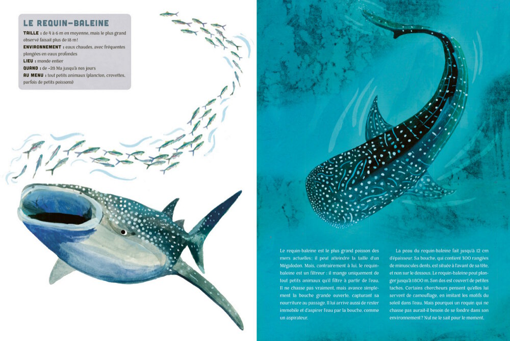 Le requin baleine Le requin baleine