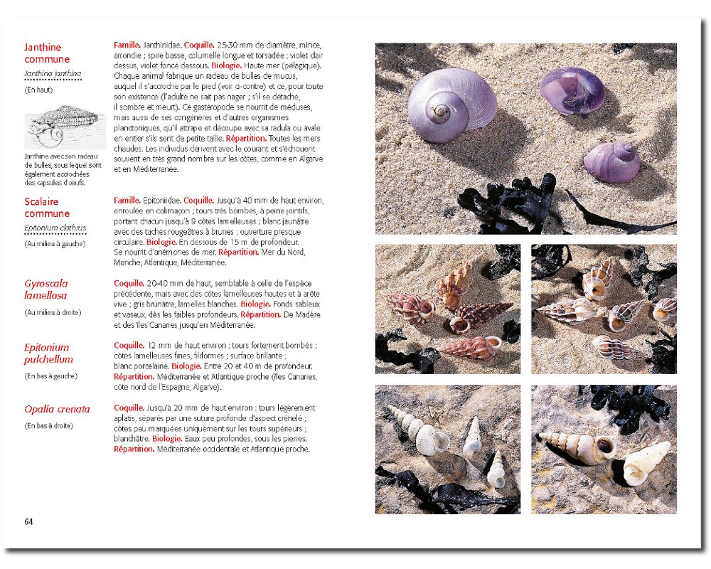 Un extrait du guide photo des coquillages<br/><small>aux Éditions Delachaux et Niestlé</small>