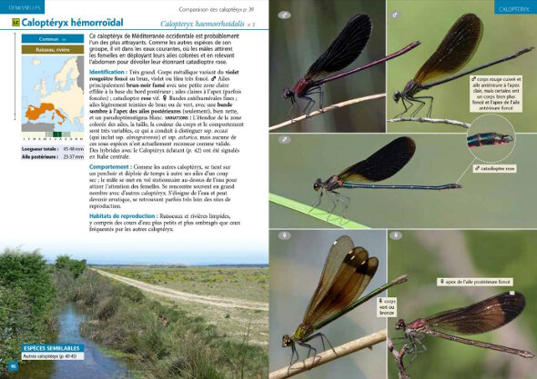 Extrait du guide photo des libellules d'Europe<br/><small>aux Éditions Delachaux et Niestlé</small> Extrait du guide photo des libellules d'Europe<br/><small>aux Éditions Delachaux et Niestlé</small>