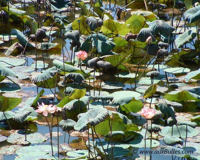 Etendue d'eau couverte de lotus sacrés (Inde)