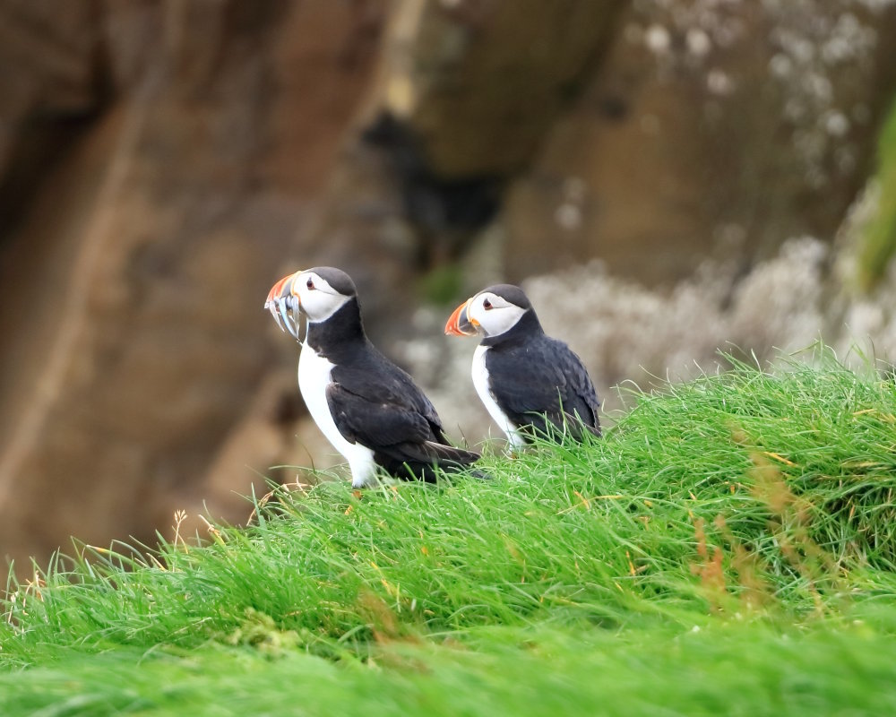 Deux macareux moines avec du poisson dans le bec sur l'île de Mykines, dans les îles Féroé