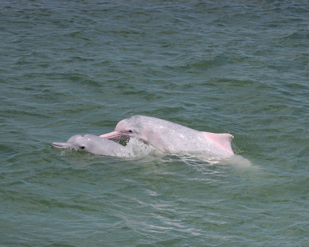 The indo-pacific humpback dolphin (Sousa chinensis) The indo-pacific humpback dolphin (Sousa chinensis)