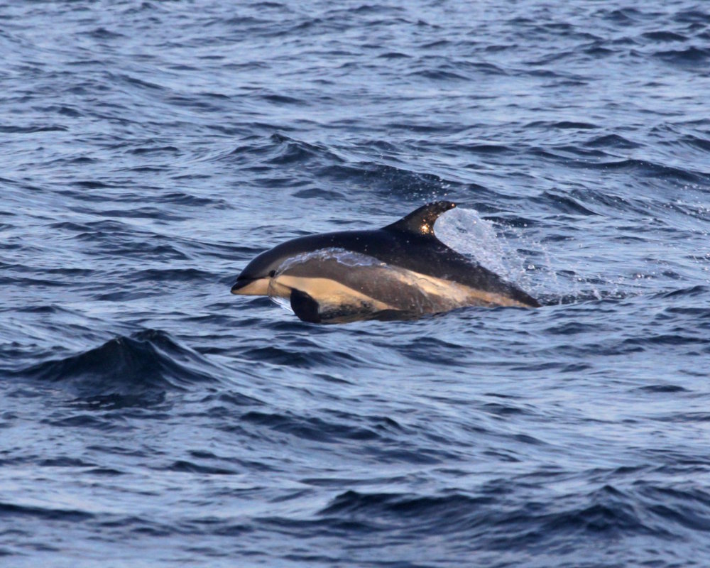 The atlantic white-sided dolphin (Leucopleurus acutus)