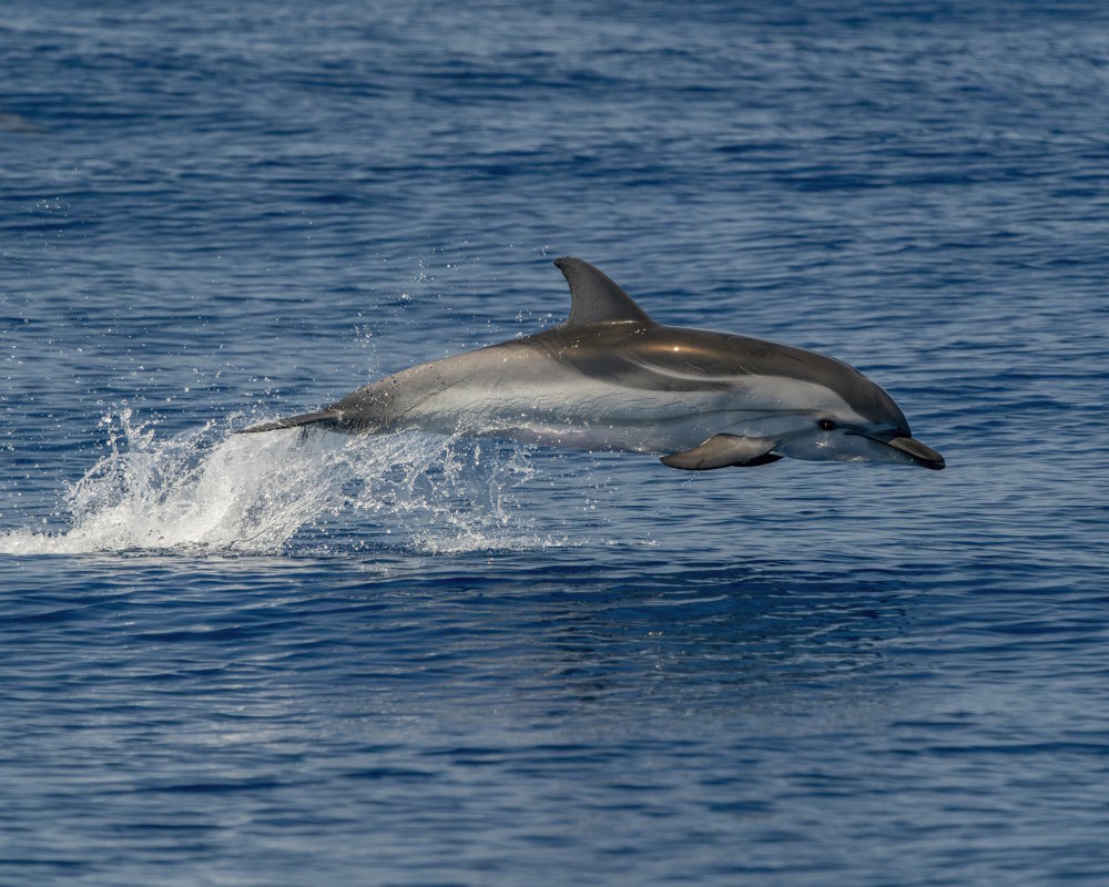 The striped dolphin (Stenella coeruleoalba)