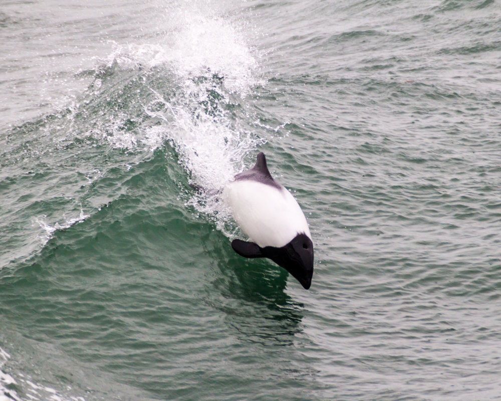The commerson's dolphin (Cephalorhynchus commersonii)