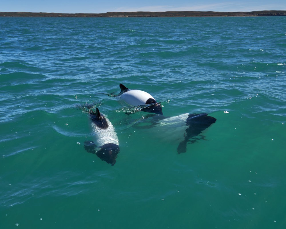 The commerson's dolphin (Cephalorhynchus commersonii)