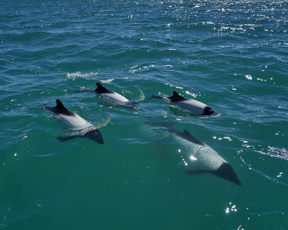 The commerson's dolphin (Cephalorhynchus commersonii)