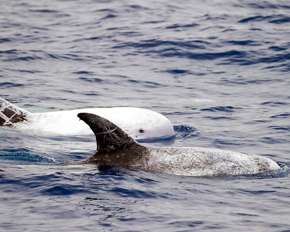 Le dauphin de Risso (Grampus griseus) Le dauphin de Risso (Grampus griseus)