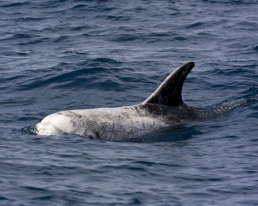 Le dauphin de Risso (Grampus griseus) Le dauphin de Risso (Grampus griseus)