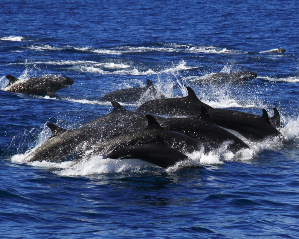 Le faux-orque (Pseudorca crassidens) Le faux-orque (Pseudorca crassidens)