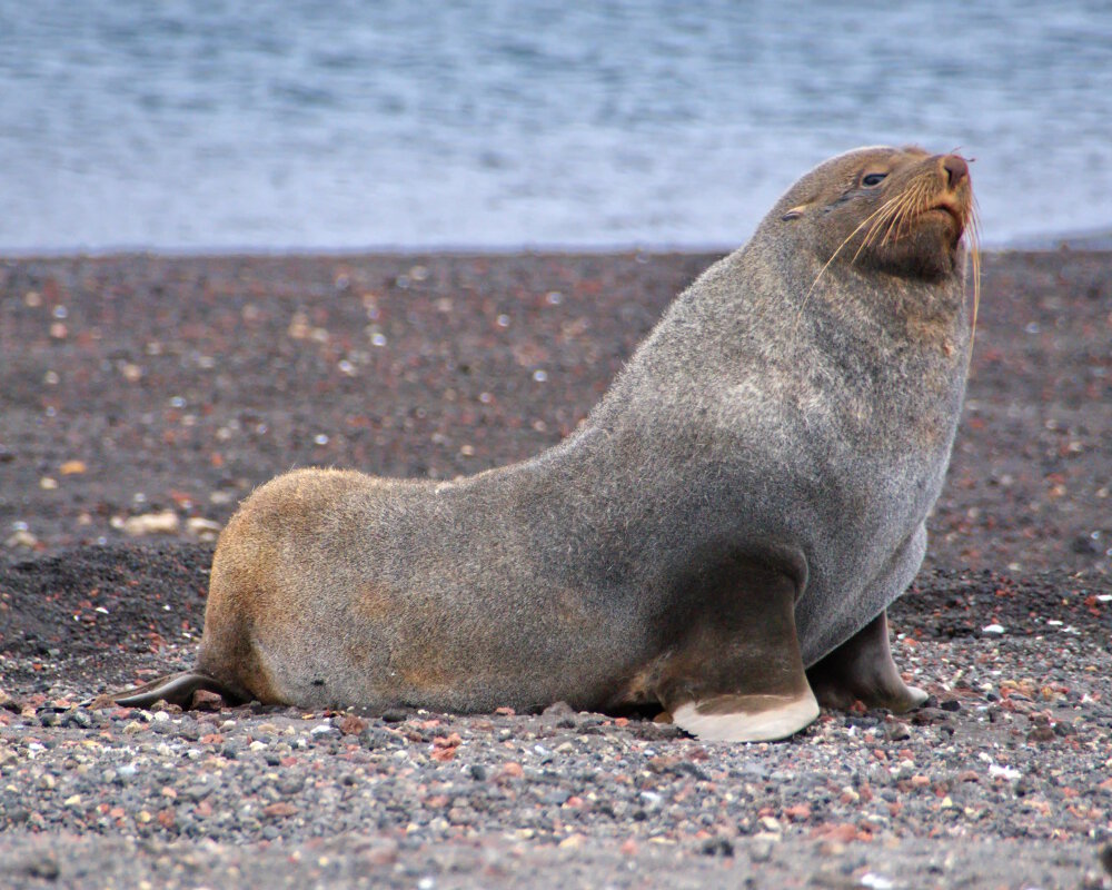 L'otarie des Kerguelen (Arctocephalus gazella)