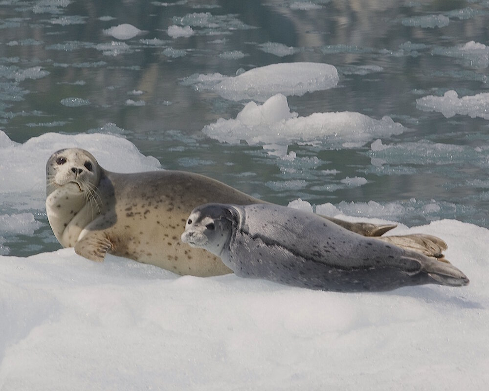 Le phoque commun (Phoca vitulina) Le phoque commun (Phoca vitulina)