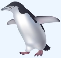 Le manchot à jugulaire (Pygoscelis antarcticus) Le manchot à jugulaire (Pygoscelis antarcticus)