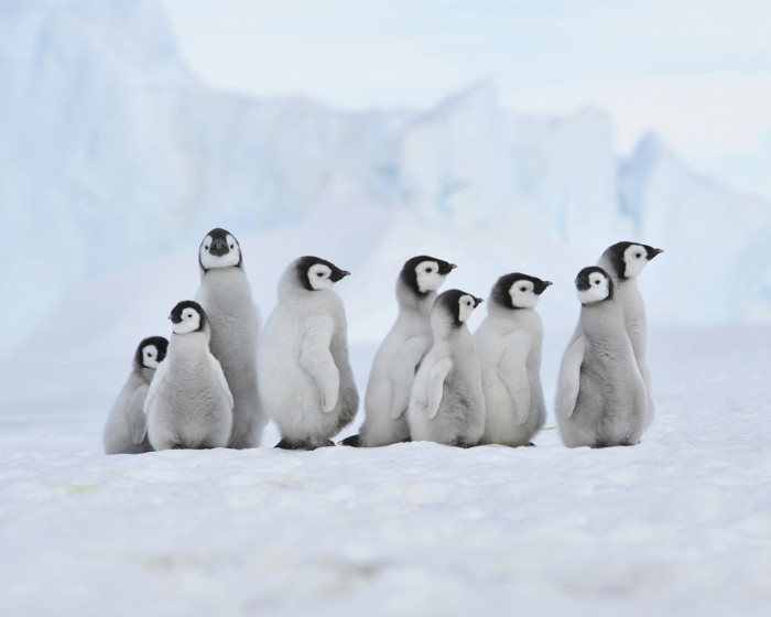Petit groupe de jeunes manchots empereurs en Antarctique