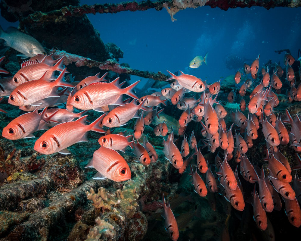 Le poisson soldat à barre noire vit principalement en banc dont le nombre d'individus peut atteindre facilement la centaine Le poisson soldat à barre noire vit principalement en banc dont le nombre d'individus peut atteindre facilement la centaine