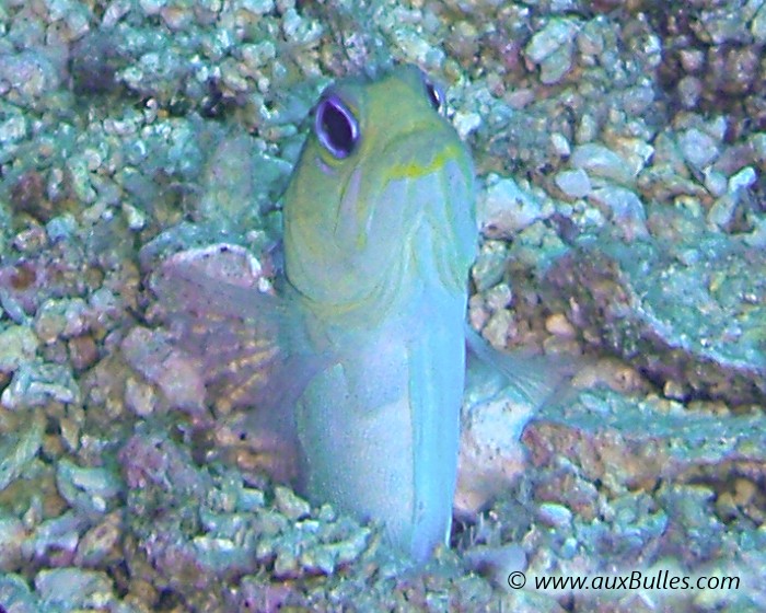 La marionnette tete d'or possède de gros yeux globuleux et une large bouche !