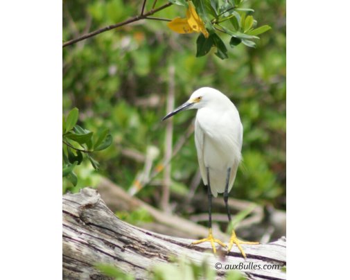 L'aigrette neigeuse (Egretta thula) dans le parc national de Ding Darling L'aigrette neigeuse (Egretta thula) dans le parc national de Ding Darling