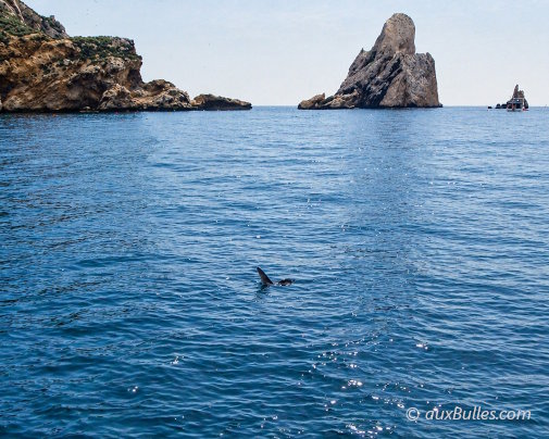 Un poisson-lune, reconnaissable à son aileron caractéristique, nage à la surface des eaux protégées des îles Medes pour se réchauffer