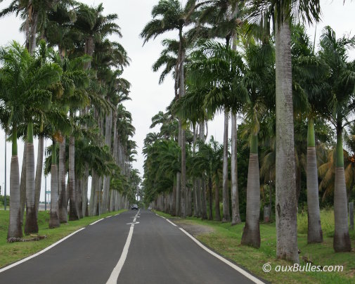 L'Allée Dumanoir à Capesterre-Belle-Eau, majestueuse allée de palmiers royaux offrant une perspective spectaculaire face au massif de la Soufrière en Guadeloupe