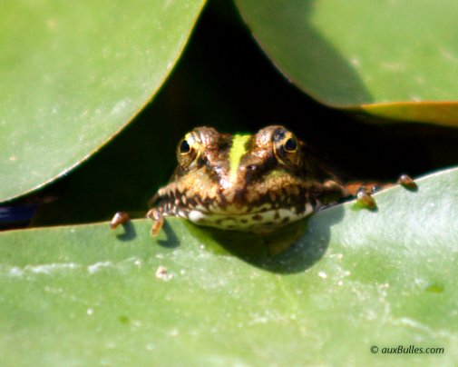 Une grenouille verte pointe son nez sous les feuilles de nénuphar