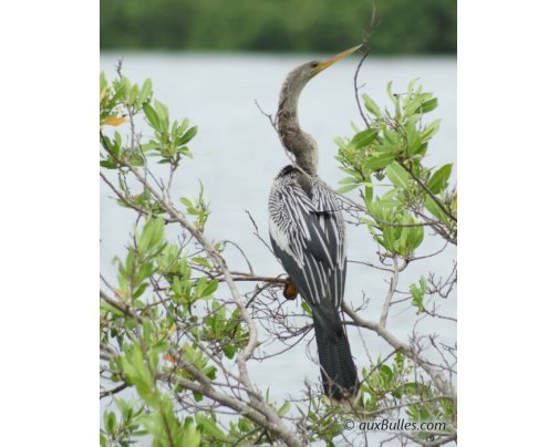 L'anhinga d'Amérique (Anhinga anhinga) dans le parc national de Ding Darling L'anhinga d'Amérique (Anhinga anhinga) dans le parc national de Ding Darling