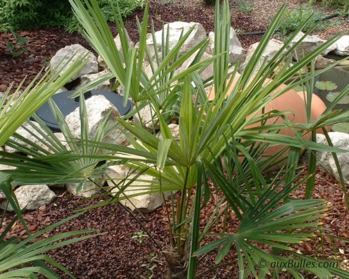 Un complément de végétation vient parfaire l'aménagement destiné à soustraire au regard le local technique