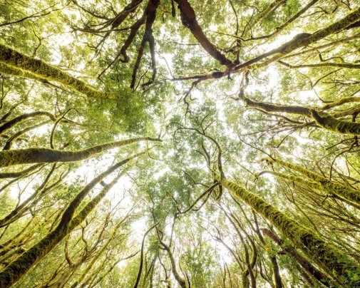 Forêt subtropicale humide ou 'laurisylve' du Parc National de Garajonay sur l'île de La Gomera parcourue par un sentier touristique pour randonneurs