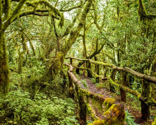 Forêt subtropicale humide ou 'laurisylve' du Parc National de Garajonay sur l'île de La Gomera parcourue par un sentier touristique pour randonneurs