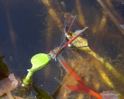 Une demoiselle rouge fait son apparition