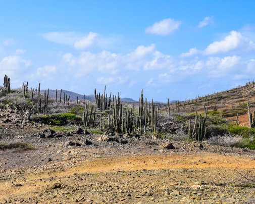 Paysage désertique emblématique avec ses cactus dans le parc national d'Arikok, sur l'île d'Aruba