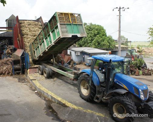 Déchargement de la canne à sucre à la Distillerie Damoiseau située au Moule, en Guadeloupe, illustrant la transformation de la canne en rhum agricole